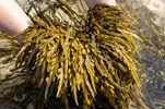 فواید سلامتی جلبک دریایی – وان پر از بلدروراک (bladderwrack)شاید همان چیزی باشد که پزشک تجویز کرده باشد